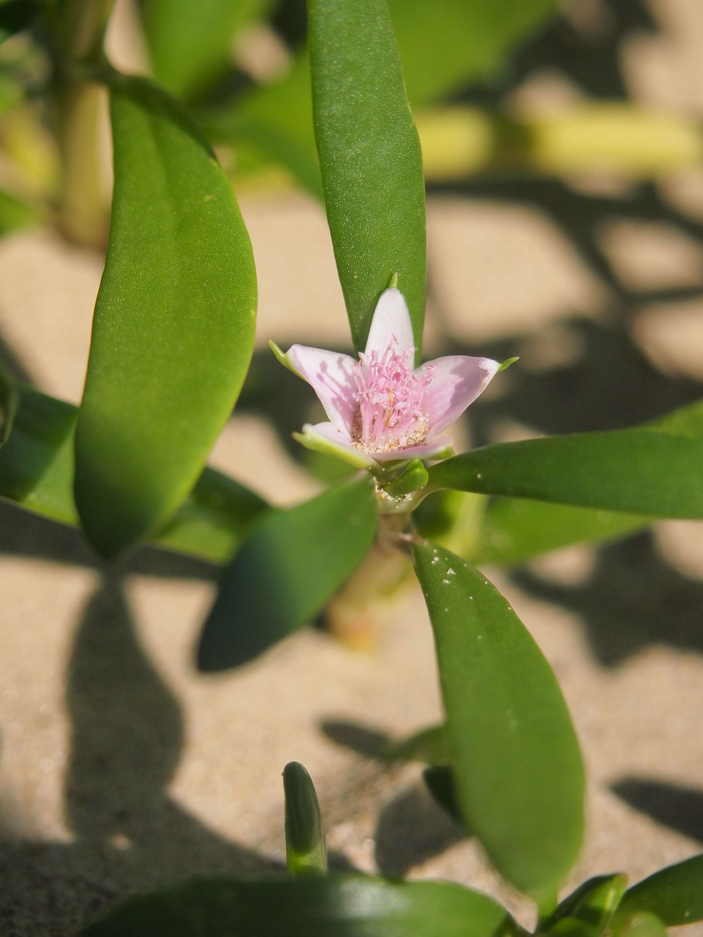 Plancia ëd Sesuvium portulacastrum (L.) L.