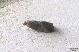 Image of beech moth