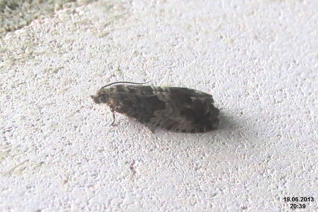 Image of beech moth