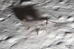 Image of Yponomeuta sedella