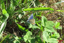 Image of common blue