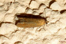 Image of Lathronympha strigana Fabricius 1775