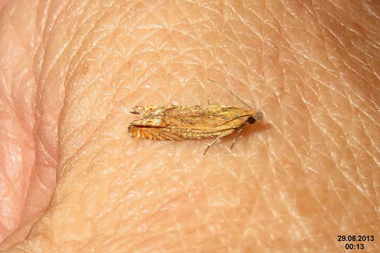 Image of Lathronympha strigana Fabricius 1775