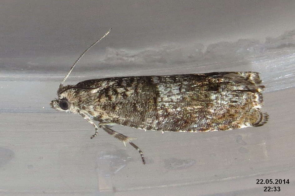 Image of square-barred bell moth