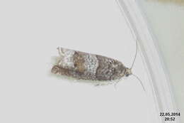 Image of square-barred bell moth