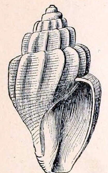 Plancia ëd Obesotoma solida (Dall 1887)