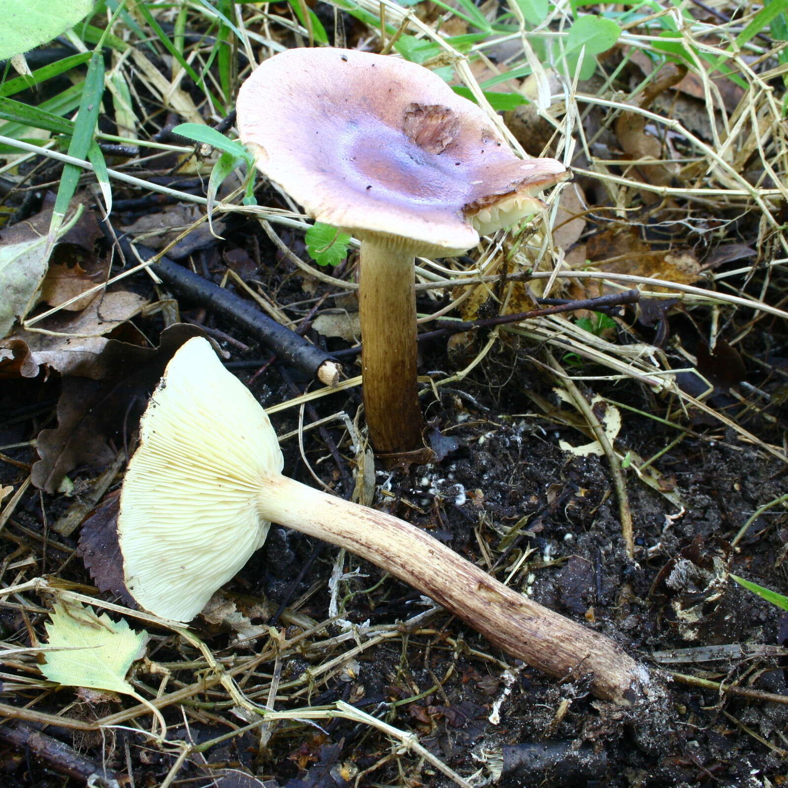 Image of Tricholoma fulvum (DC.) Bigeard & H. Guill. 1909