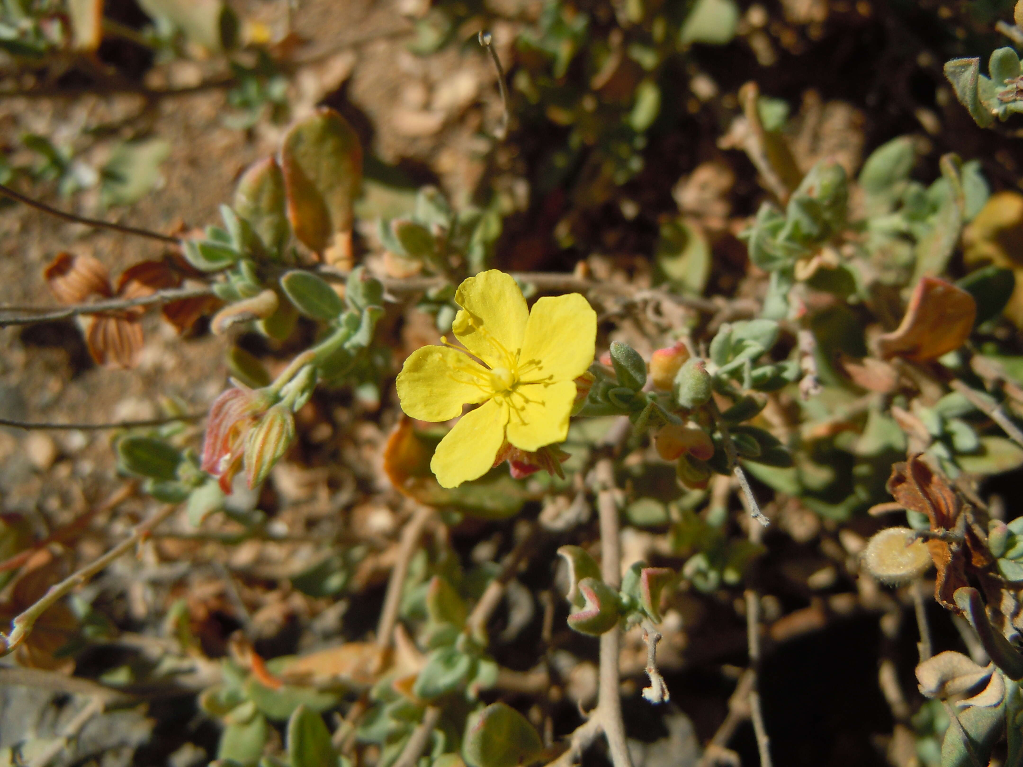 Helianthemum canariense (Jacq.) Pers.的圖片