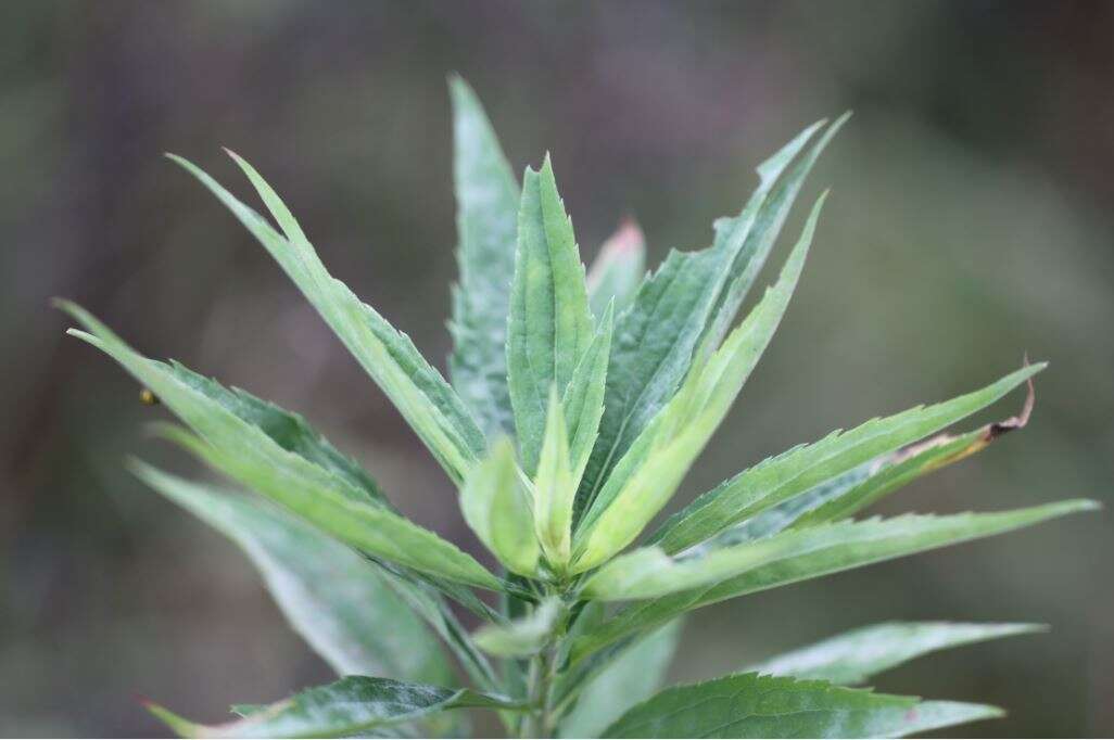 Solidago canadensis L. resmi