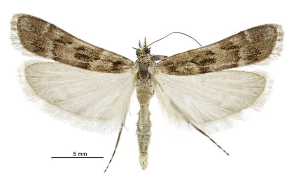 Sivun Eudonia gyrotoma Meyrick 1909 kuva