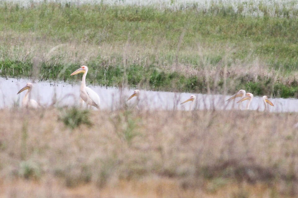 Image of Great White Pelican