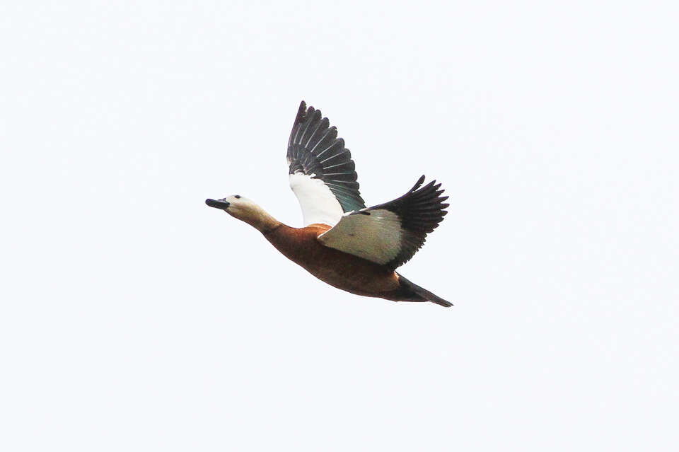 Image of Ruddy Shelduck