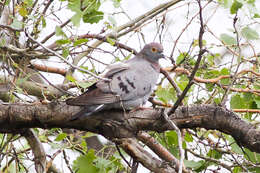 Image of Pale-backed Pigeon