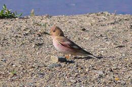 Image of Mongolian Finch