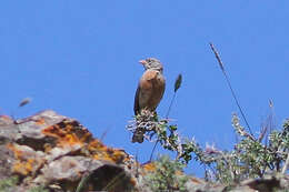 Image of Grey-necked Bunting