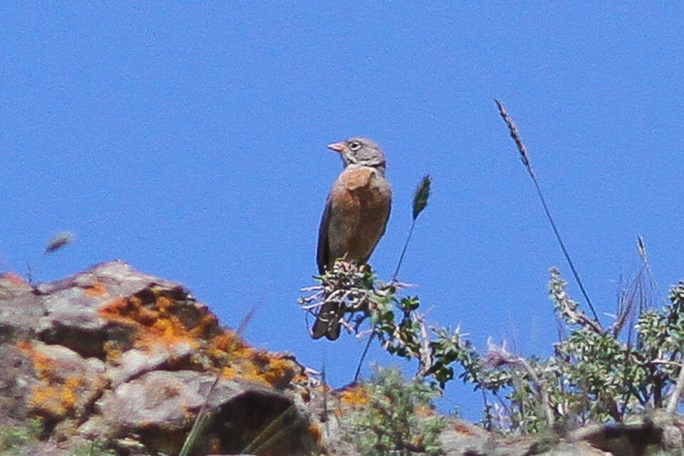 Image of Grey-necked Bunting