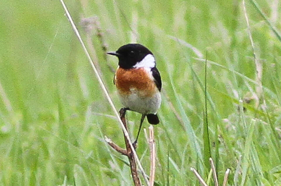 Image of Common Stonechat