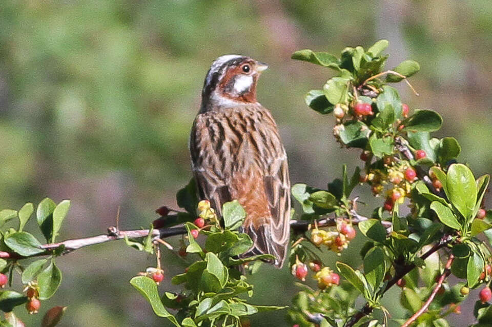 Image of Pine Bunting