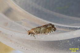 Image of square-barred bell moth