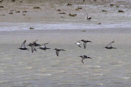 Image of Spotted Redshank