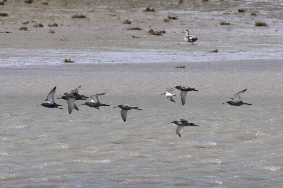 Image of Spotted Redshank