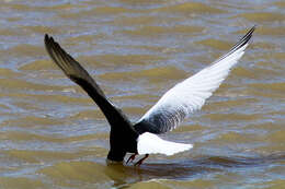 Image of White-winged Black Tern