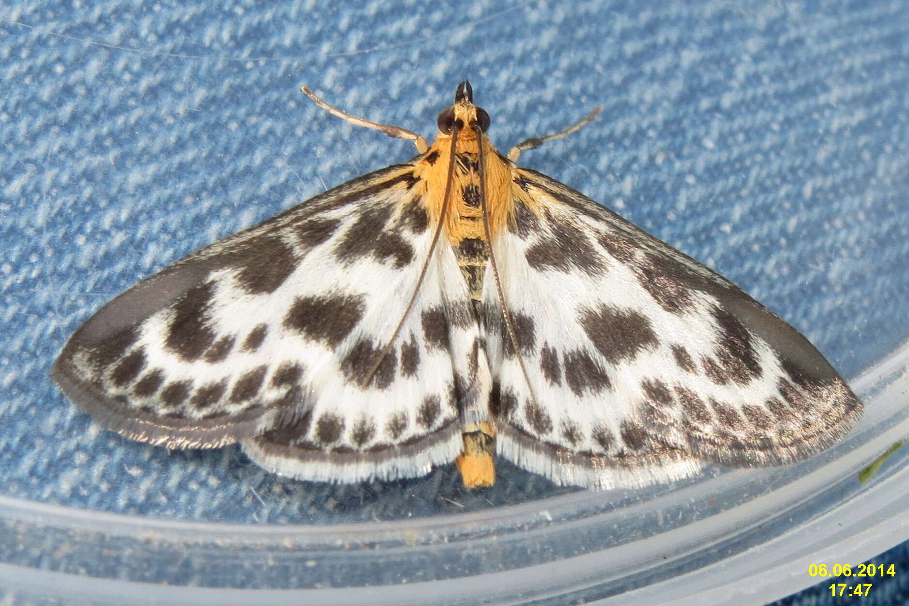 Image of Anania hortulata