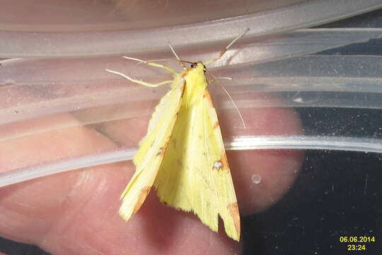 Image of brimstone moth