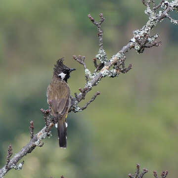 Image of Himalayan Bulbul