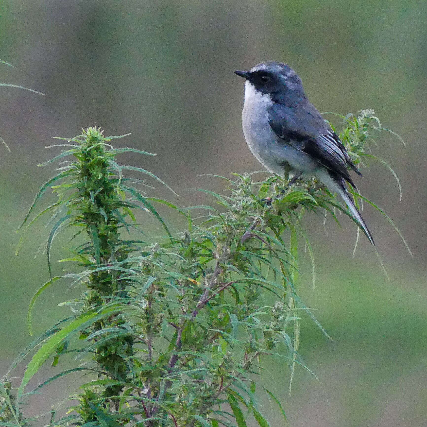 Image of Grey Bush Chat