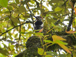 Image of Himalayan Woodpecker