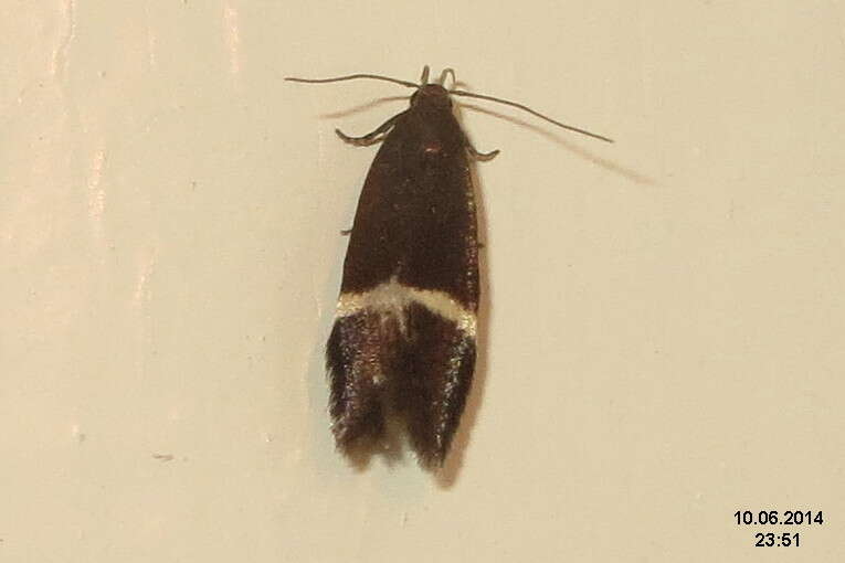 Image of Syncopacma larseniella Gozmany 1957