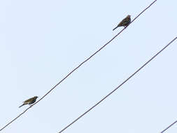 Image of Olive-backed Pipit