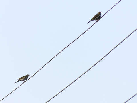 Image of Olive-backed Pipit