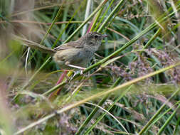 Image of Himalayan Prinia