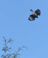 Nisaetus nipalensis Hodgson 1836 resmi