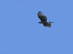 Nisaetus nipalensis Hodgson 1836 resmi