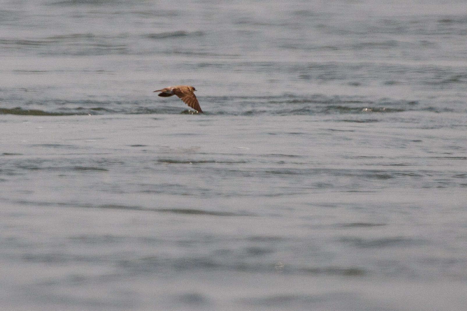 Image of Grey-throated Martin