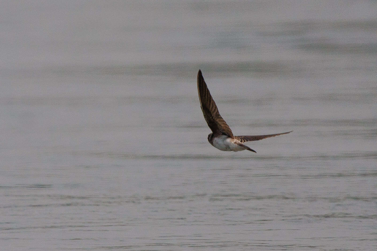 Image of Grey-throated Martin