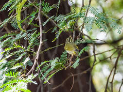 Image of Western Crowned Warbler