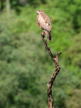 Image of White-eyed Buzzard