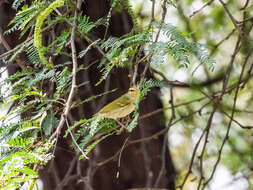 Plancia ëd Phylloscopus occipitalis (Blyth 1845)