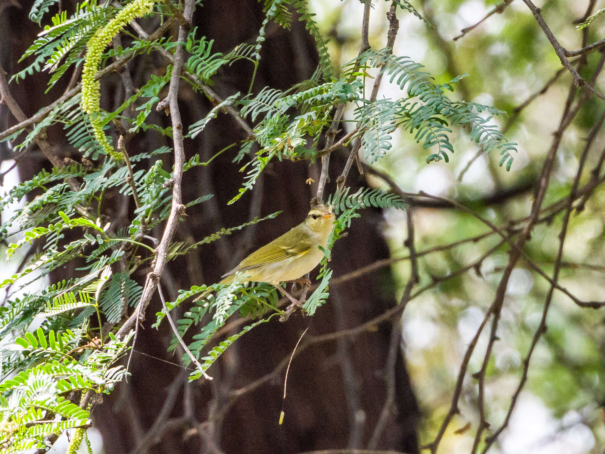 Image of Western Crowned Warbler