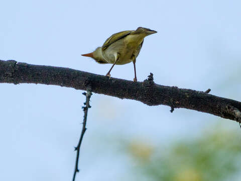 Plancia ëd Phylloscopus occipitalis (Blyth 1845)