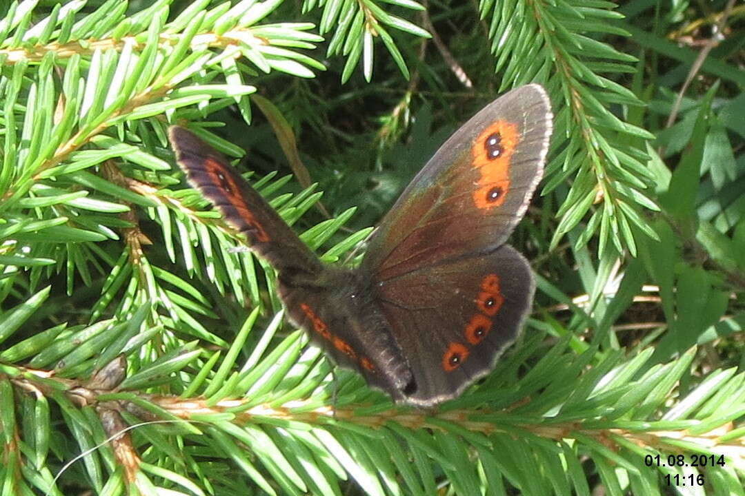 Image of scotch argus