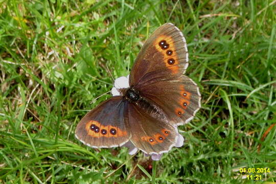 Image of scotch argus