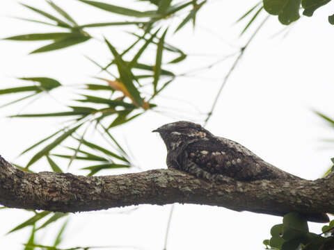 Image of Indian Nightjar