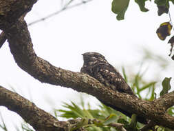 Image of Indian Nightjar