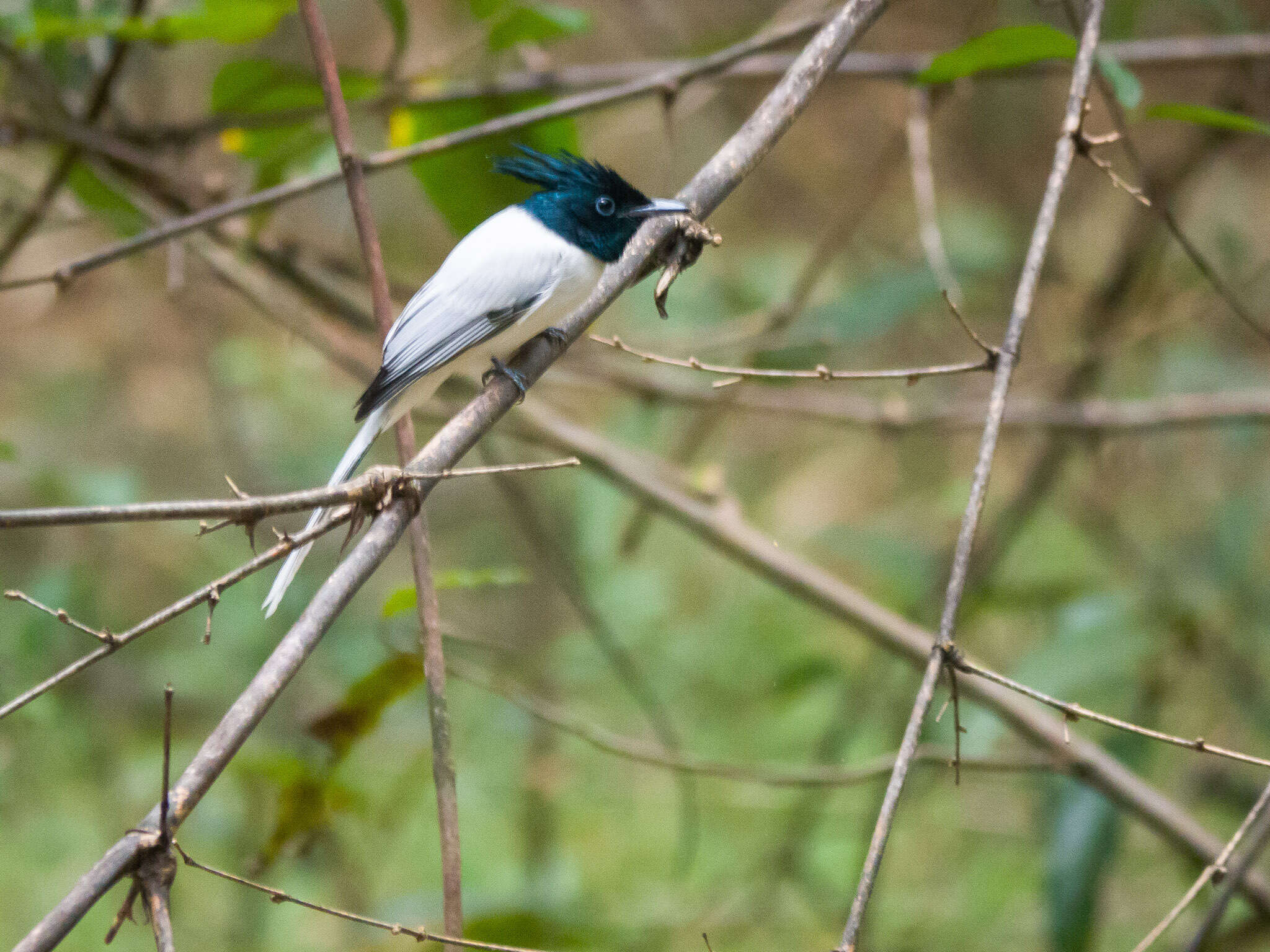 Image of Asian Paradise-Flycatcher