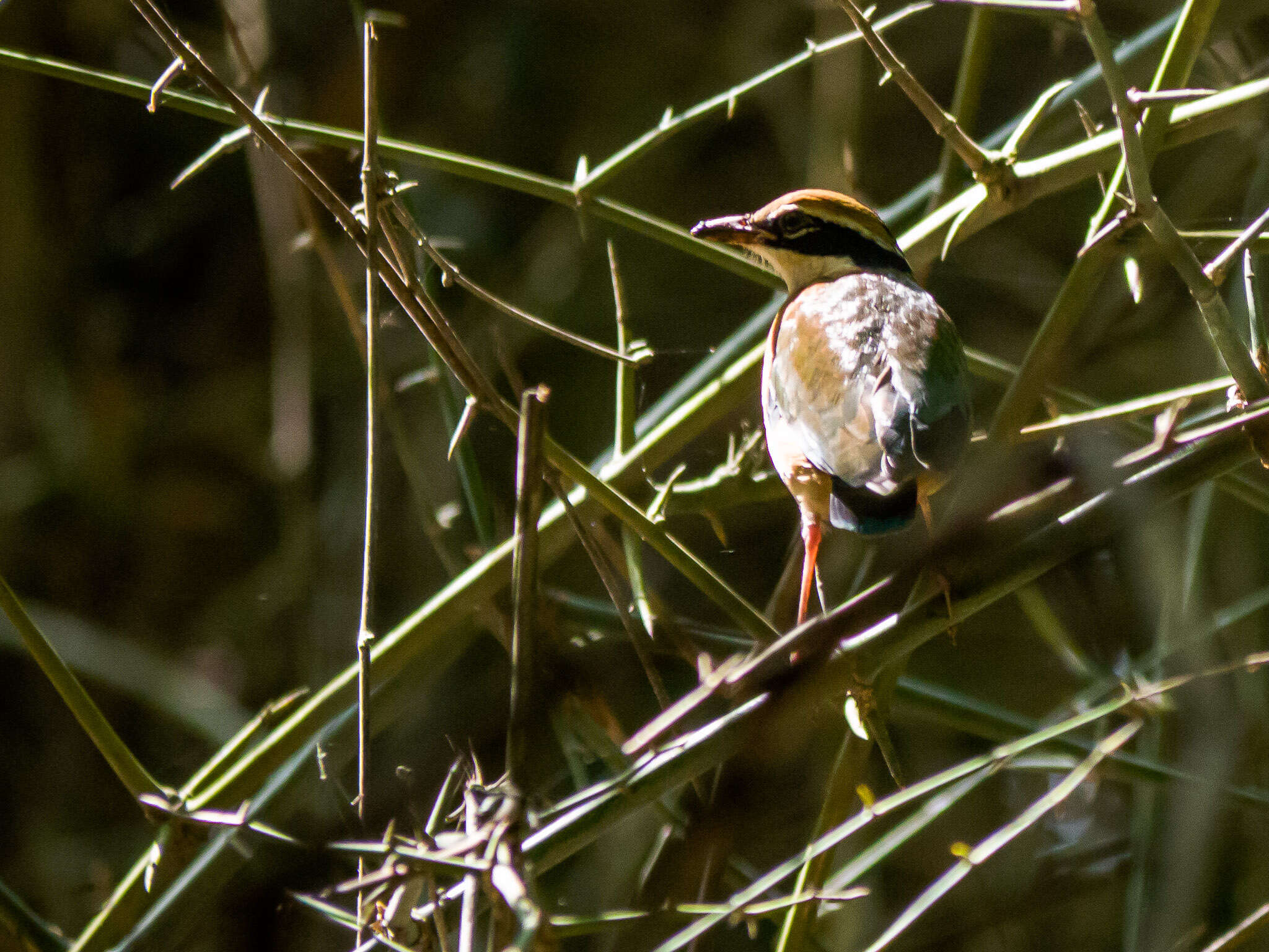 Plancia ëd Pitta brachyura (Linnaeus 1766)